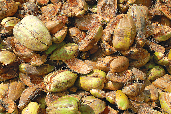 TACTO GRAPHICS LEADING PROFESSIONAL PHOTOGRAPHERS IN KERALA COIR PITH EXPORTERS COCO PEAT PRODUCTS
