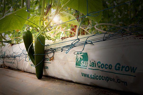 TACTO GRAPHICS LEADING PROFESSIONAL PHOTOGRAPHERS IN SOUTH INDIA COIR PITH EXPORTERS COCO PEAT PRODUCTS COCO PEAT MULCHES