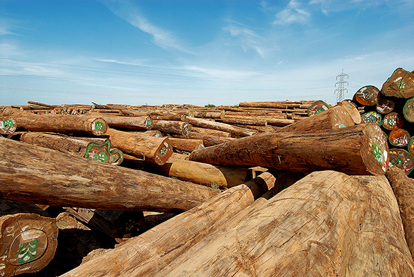 TACTO GRAPHICS PROFESSIONAL PHOTOGRAPHERS COIMBATORE KERALA TAMILNADU SOUTH INDIA TIMBER PHOTOGRAPHY WOOD PHOTOGRAPHY TIMBER YARD INDUSTRIAL PHOTOGRAPHY WOODEN DECKING