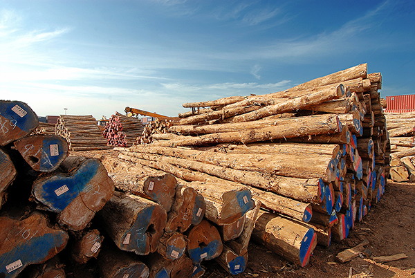 TACTO GRAPHICS PROFESSIONAL PHOTOGRAPHERS COIMBATORE KERALA TAMILNADU SOUTH INDIA TIMBER PHOTOGRAPHY WOOD PHOTOGRAPHY TIMBER YARD INDUSTRIAL PHOTOGRAPHY WOODEN DECKING